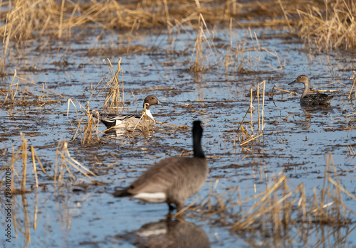 Northern Pintail duck