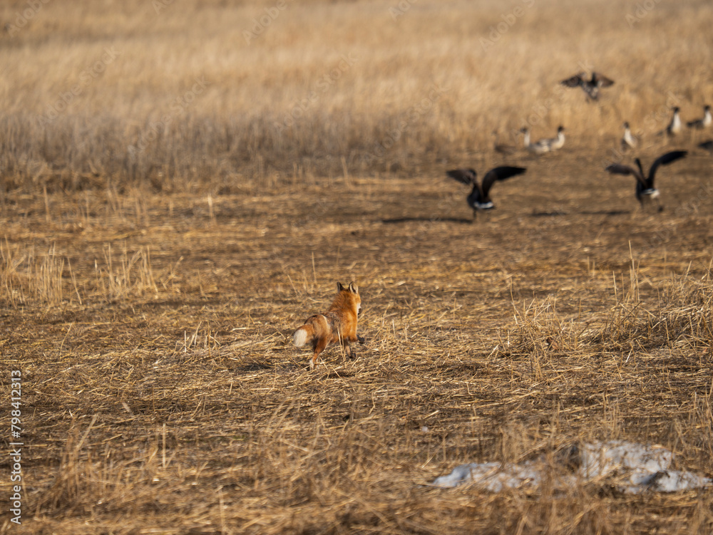 Red Fox running in field with geese Red Fox running in field with geese
