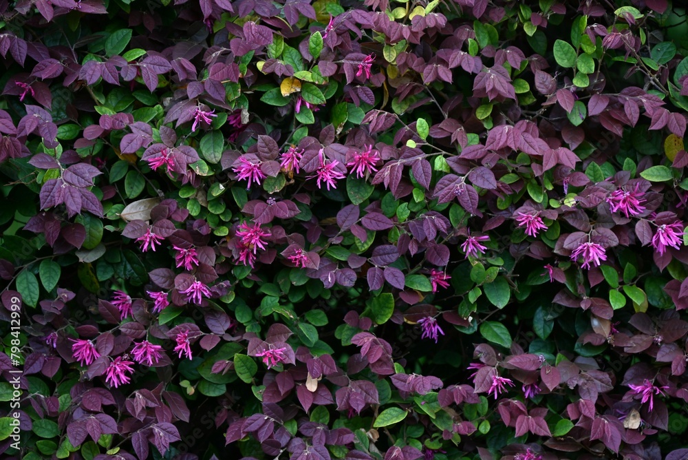 Chinese fringe bush used for hedging. Hamamelidaceae evergreen tree. Blooms slender pink four-petaled flowers in early summer.