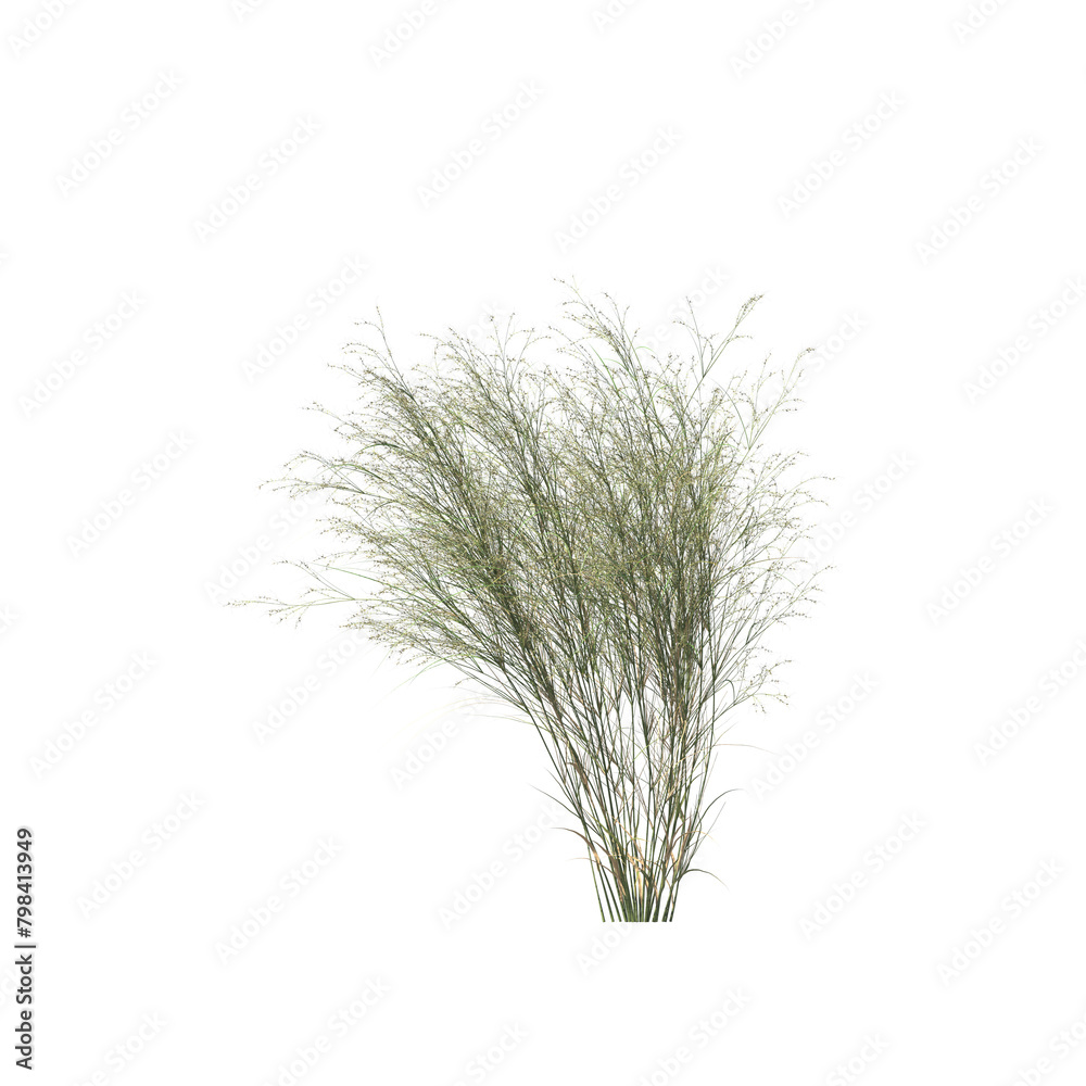 Austrostipa ramosissima, the stout bamboo grass, bushes, shrubs, evergreen, small tree, bush, tree, big tree, light for daylight, easy to use, 3d render, isolated Austrostipa ramosissima, the stout bamboo grass, bushes, shrubs, evergreen, small tree, bush, tree, big tree, light for daylight, easy to use, 3d render, isolated