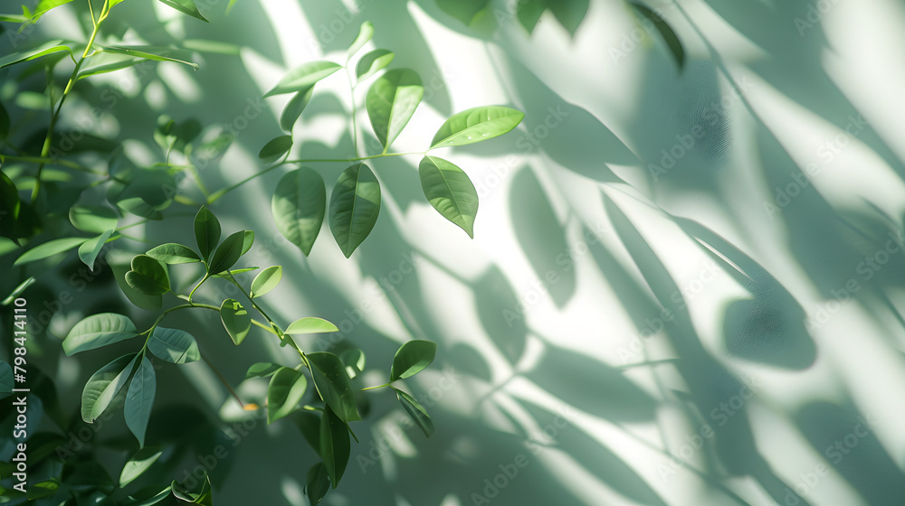 Blurred shadow from leaves plants on white wall, minimal abstract background for product presentation, spring and summer Blurred shadow from leaves plants on white wall, minimal abstract background for product presentation, spring and summer