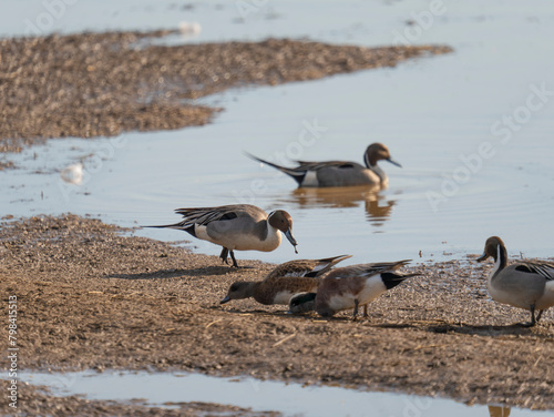 Northern Pintail Ducks