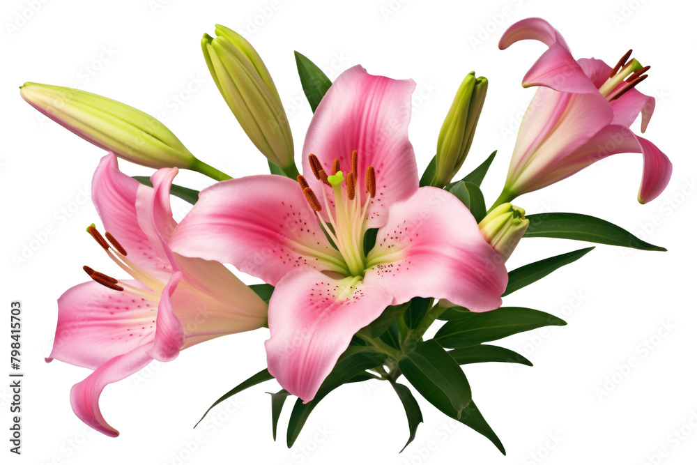 Naklejka premium Pink lily flower bouquet isolated on white background for card and decoration
