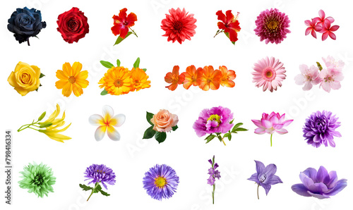 Big summer and autumn flowers set isolated collage