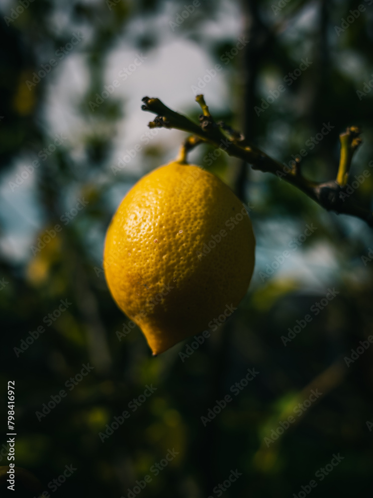 Yellow lemon on a tree