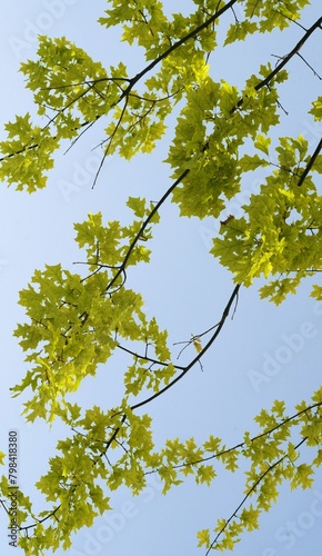 Foglia giovane di albero quercia decorativa ERVINA  contro il cielo