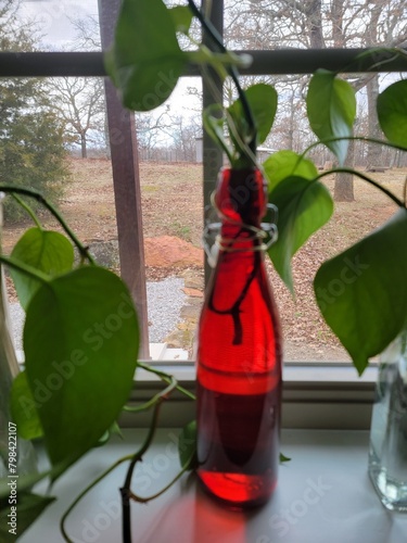Colored Bottle with Ivy