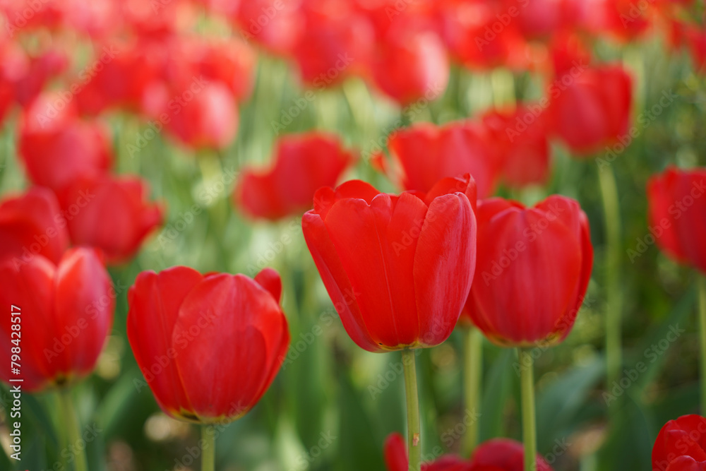 Red tulips in the garden. Spring flowers. Nature background. Red tulips in the garden. Spring flowers. Nature background.