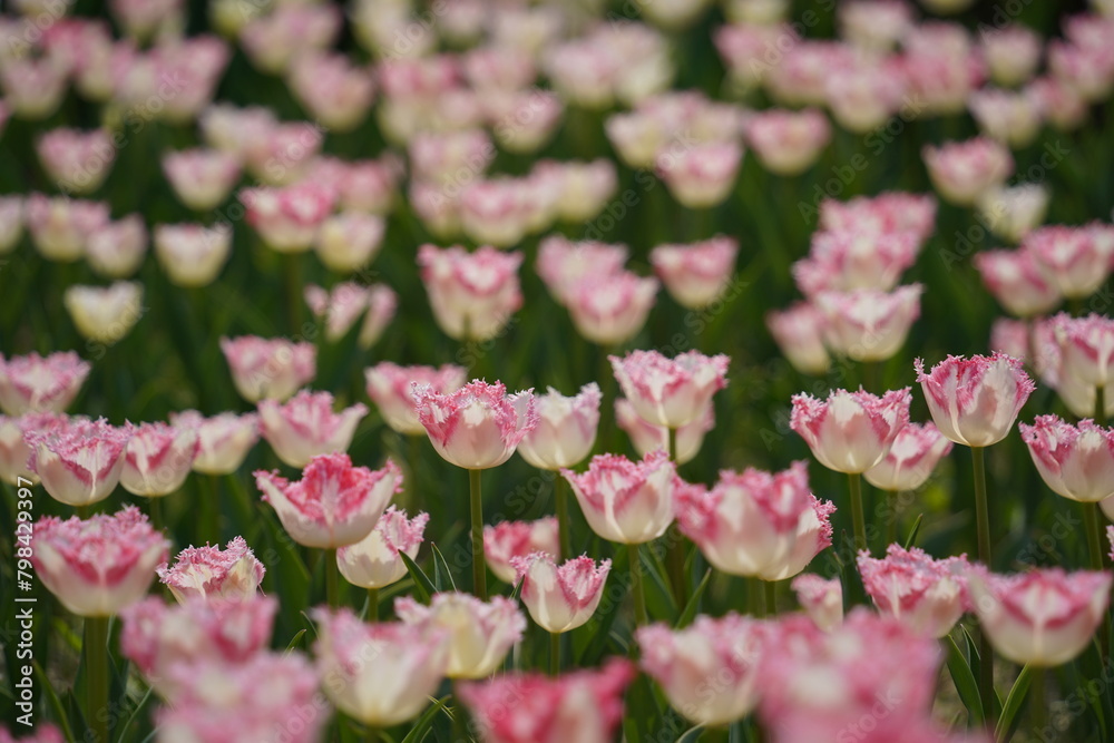 White and pink tulips are blooming in the field