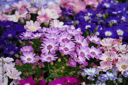 Colorful pastel-toned daisies are in full bloom in the garden.