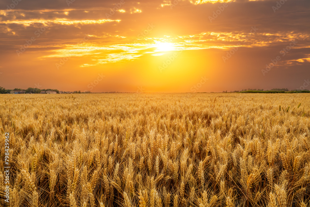 Ripe wheat fields natural landscape at sunset. farm harvest season.