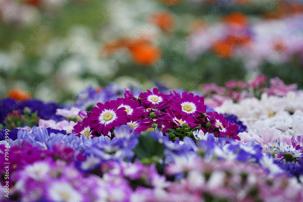 Obraz premium Colorful pastel-toned daisies are in full bloom in the garden.