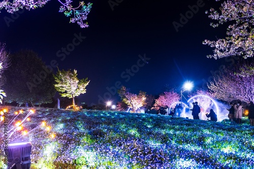 舎人公園のライトアップされたネモフィラと桜