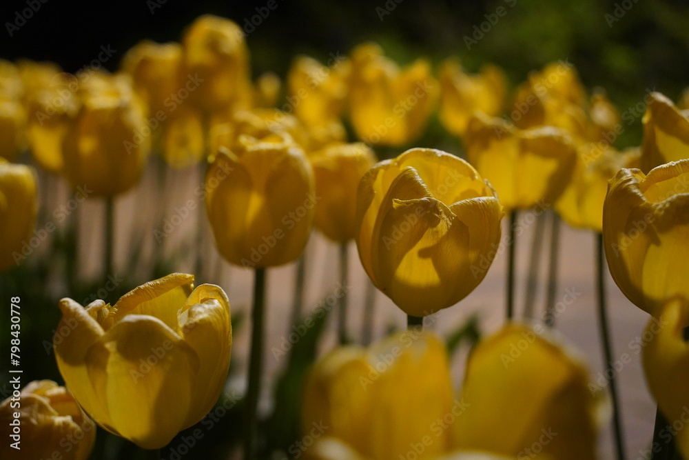 Obraz premium Yellow tulips in the city park at night. Selective focus.