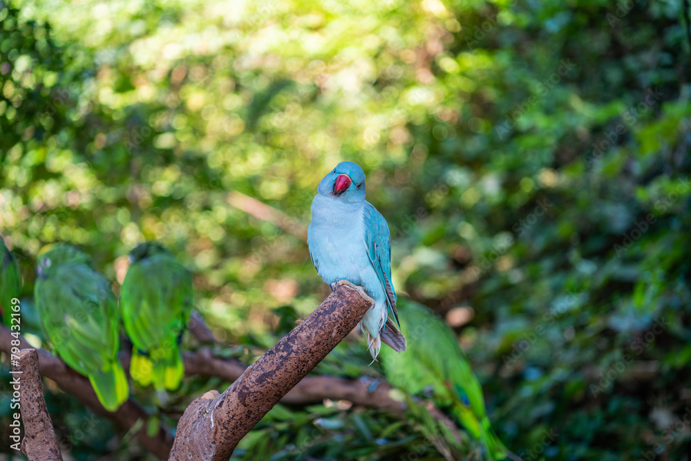 Fototapeta premium Colorful parrot close-up