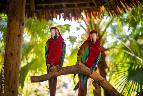 Colorful parrot close-up
