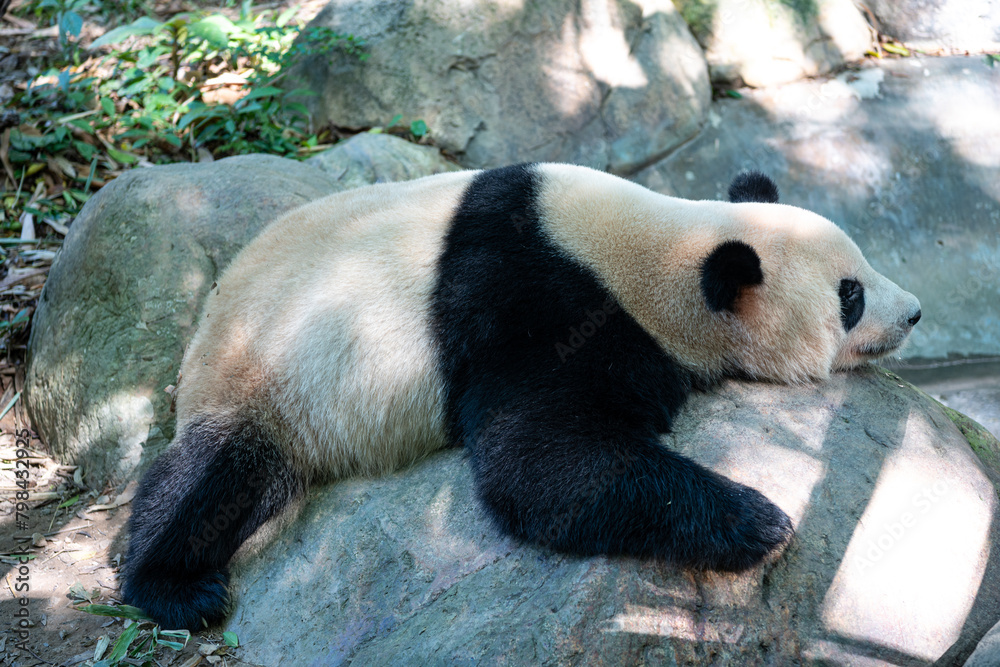 Fototapeta premium giant panda
