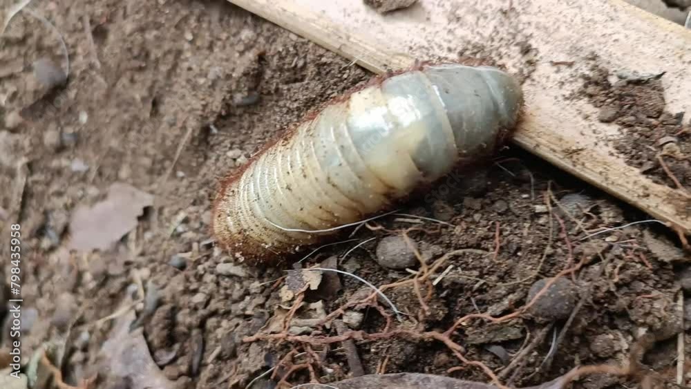 A scarab larvae want to escape into the soil A scarab larvae want to escape into the soil