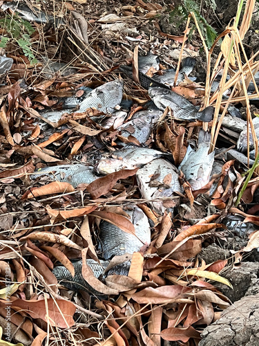 dead tilapia fish on the ground photo