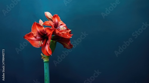 A wilting amaryllis flower against a dark blue backdrop photo