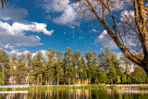 Birds flying above the lake in Kunming, China