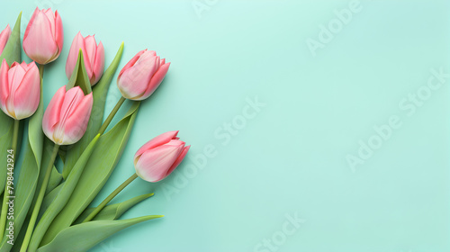 Beautiful tulip flowers on light green background 