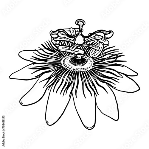 Passion flower outline drawing. Passiflora hand drawn graphic line Art. Doodle Vector botanical sketch for package design, wrapping, tattoo, card and tag.