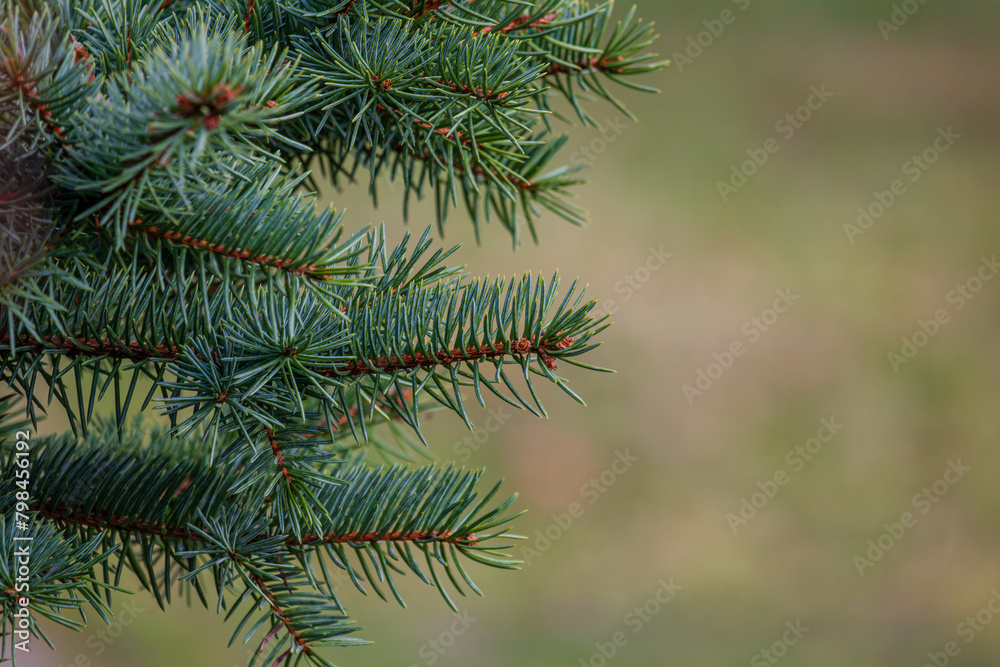 Background, abstraction of Christmas tree twigs with needles on a blurry