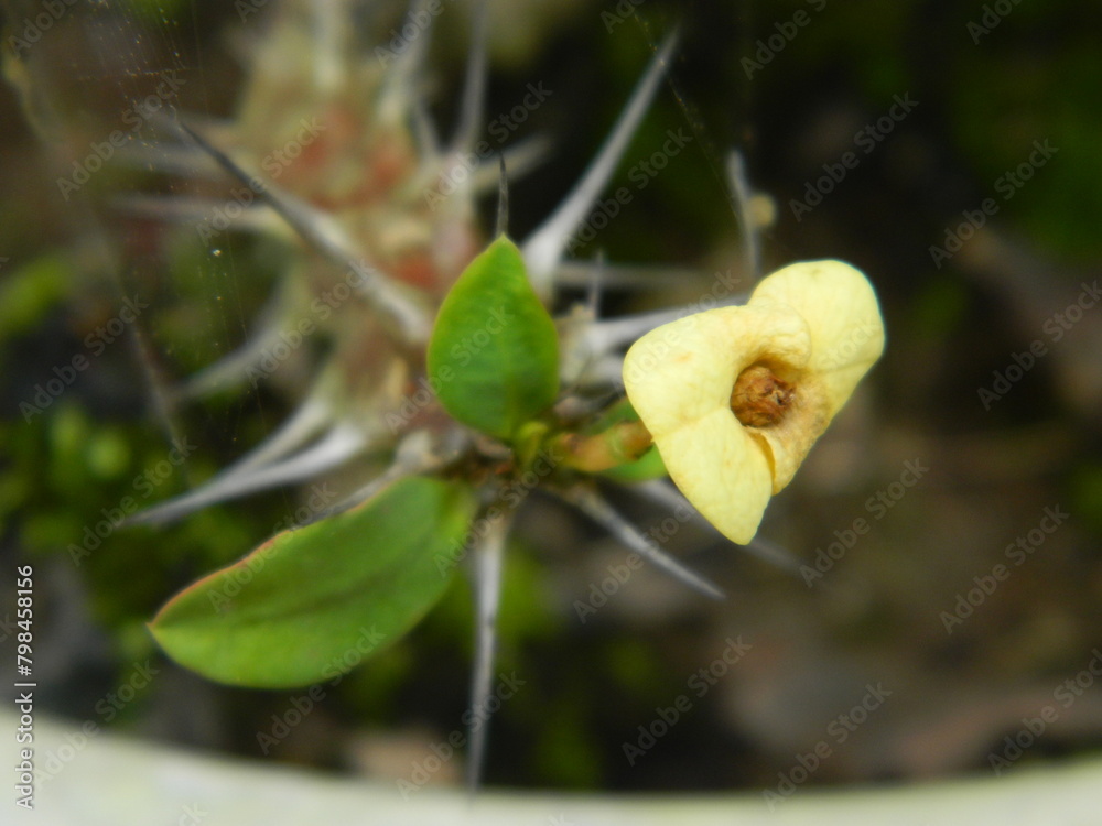 Fototapeta premium Macro photos of flowers from ornamental plants which are very beautiful and can be grown and maintained in the front garden or back garden of the house.