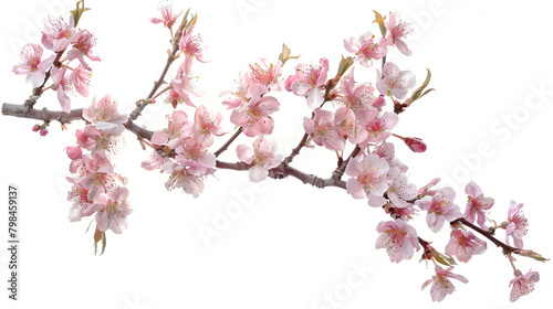 Pink cherry blossom on white background, isolated Sakura tree branch ,almond tree flowers on twig isolated on white background 