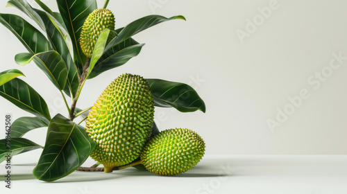 A trio of green jackfruit lies among lush leaves on a white tabletop, showcasing the tropical fruit's unique texture.