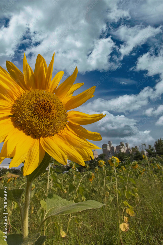 Obraz premium sunflower field with sky