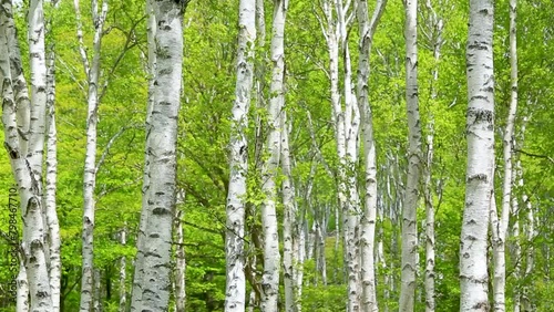 初夏の爽やかな風が吹く新緑の白樺林9 photo
