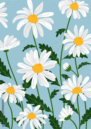 Daisy flower background.Eps 10 vector.