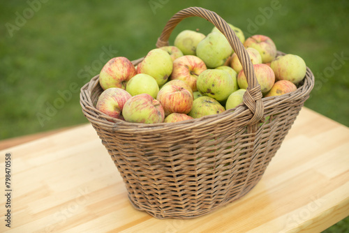 Apples in wicker basket. Green apples. Village harvest.