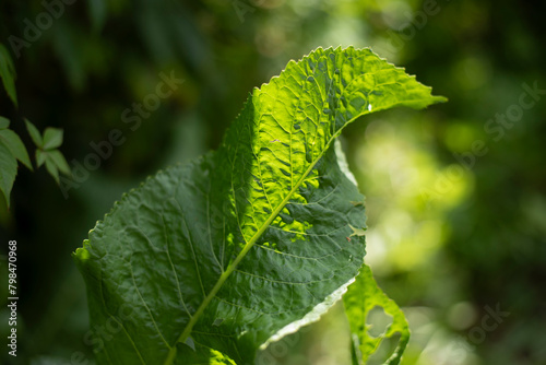 Burdock in the forest. Green plant in summer. Burdock leaf. © Олег Копьёв