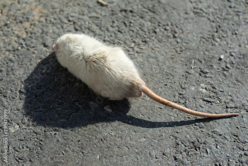 White rat running on asphalt. Rat on the street. The pet ran away. © Олег Копьёв