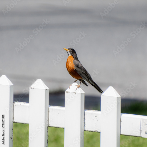 American Robin on white fence