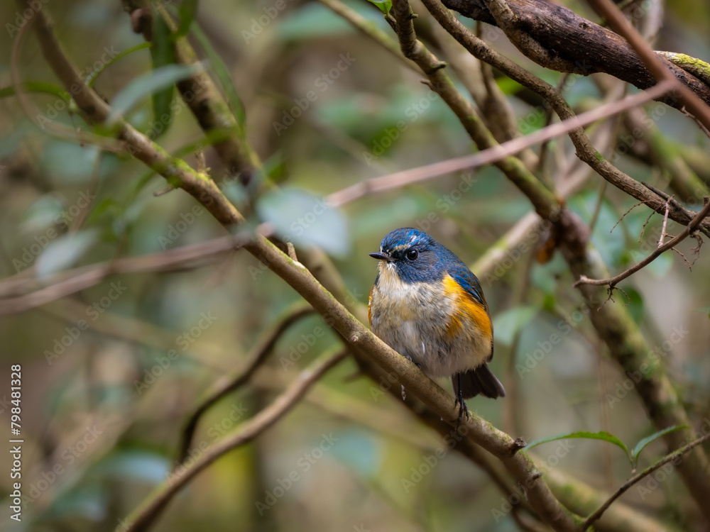 Fototapeta premium 深い藪の奥でリラックスしている、水浴びの後で羽毛がしっとりしているルリビタキの雄