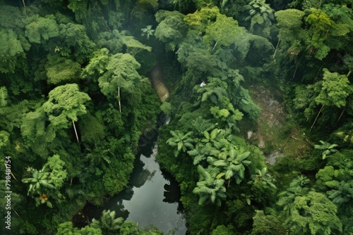An aerial view of a lush rainforest.