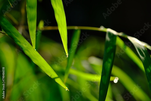 Thyrsostachys is a genus of Chinese and Indonesian bamboo in the grass family. Type Thyrsostachys oliveri Gamble - edible bamboo. Natural bamboo green leaves wallpaper background. Macro photography.  photo
