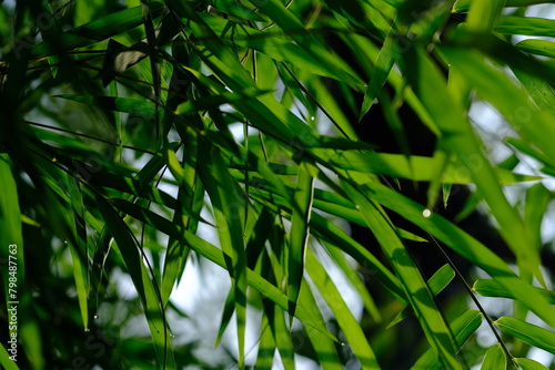 thyrsostachys is a genus of Chinese and Indonesian bamboo in the grass family. Type Thyrsostachys oliveri Gamble - edible bamboo. Natural bamboo green leaves wallpaper background. dew on leaves.