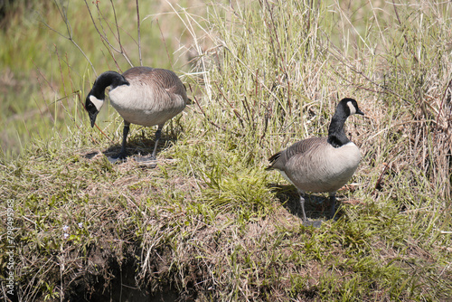 Canadian geese at the Pitt River Dike Scenic Point during a spring season in Pitt Meadows, British Columbia, Canada photo