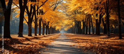 Beautiful autumn landscape in the park with golden trees and road.