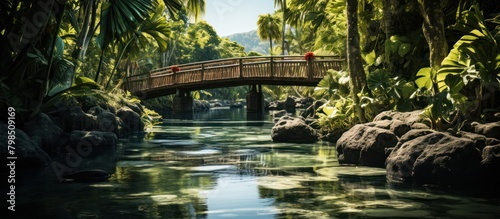 Wooden bridge in tropical garden. Panoramic view of river and trees