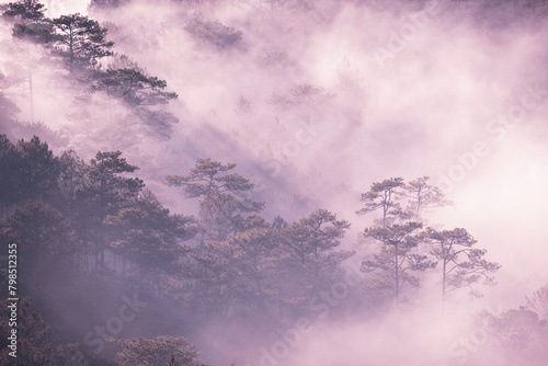 Scenery of an early morning with fog and trees at highland in Da Lat Viet Nam photo