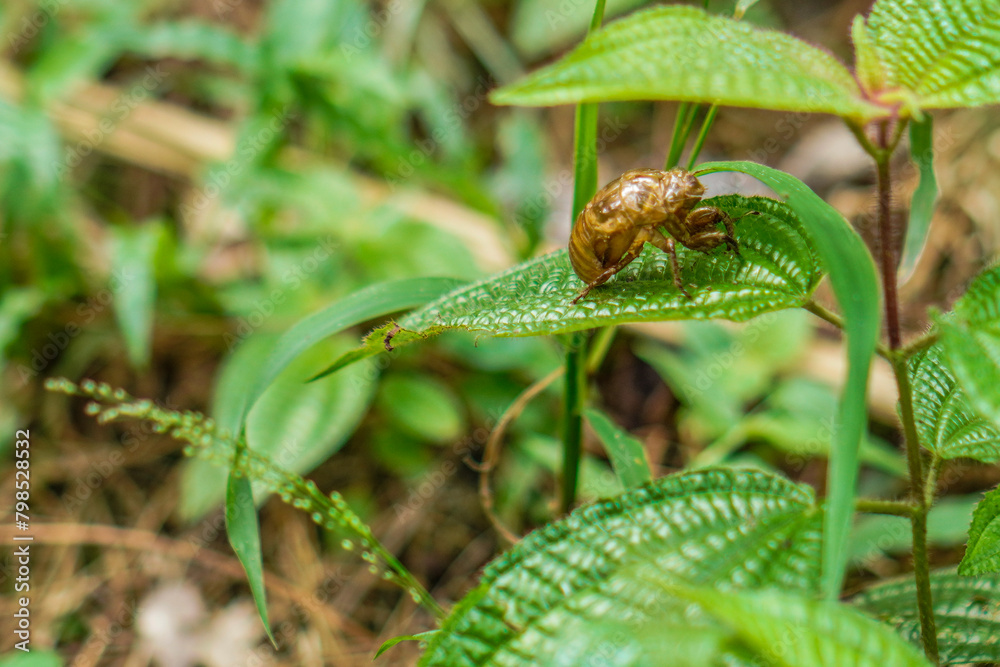 beetles that molt in tropical forest foliage. beetles that molt in tropical forest foliage.
