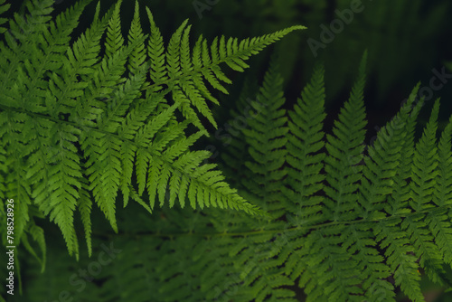 Beautiful fern leaves green foliage natural floral pattern fern background. Wallpaper of forest trees greenery copy space. Sunlight 