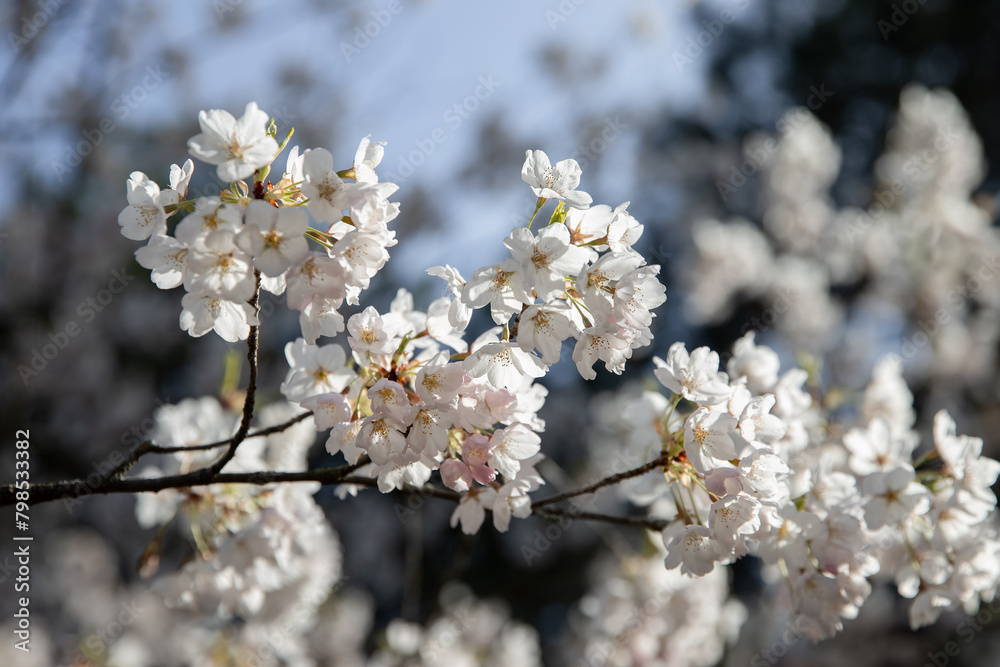 Cherry blossoms in the spring, close-up of white flowers.
