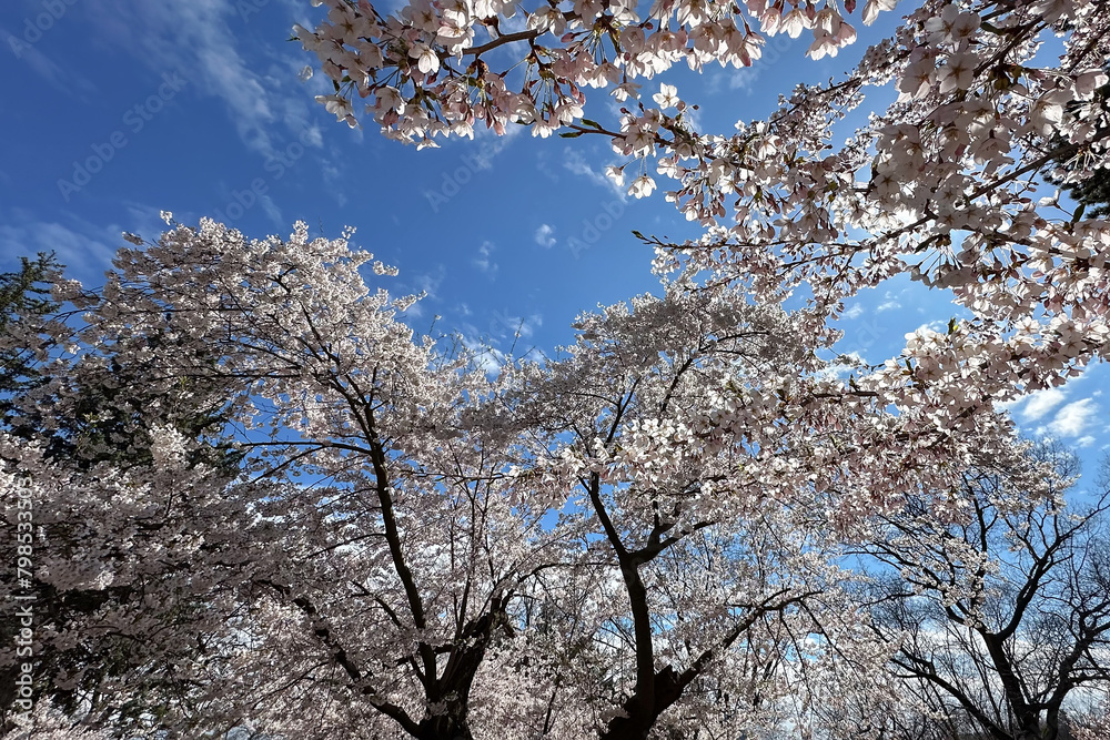 Flowering branch of a cherry tree against the blue sky. Toronto, Canada.
